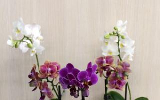 Выращивание орхидей в горшках: особенности и фото цветков Посадка орхидеи в большой горшок